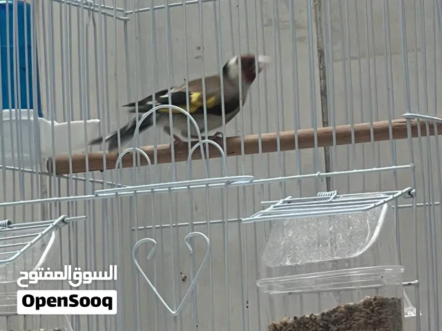 حسون سوري ازعاج
