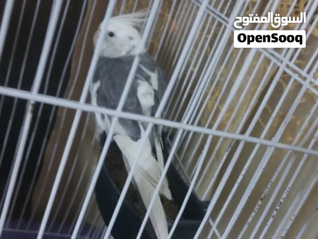 انثى عصفور كوكتيل وايت فيس ماشالله عليها بسعر 25دينار وفي اسواره برجلها