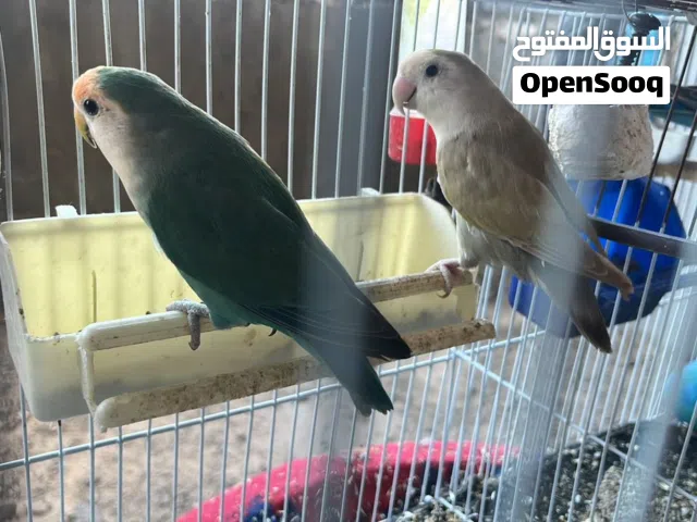 كوبيه روز الله يبارك وهدي ثلاث بضن الله يبارك