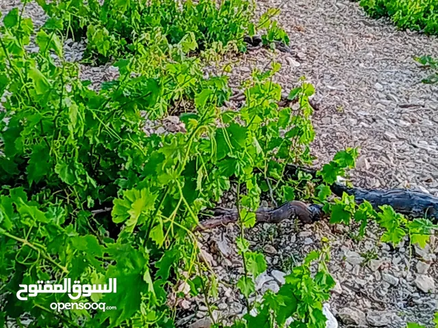 Farm Land for Sale in Irbid Arhaba