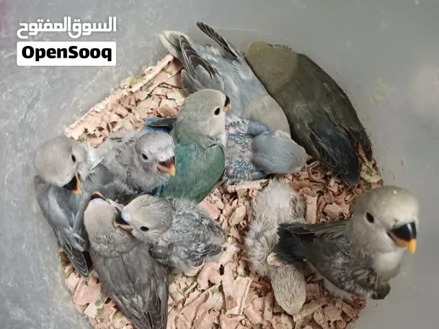 السلام عليكم اقرأ الوصف