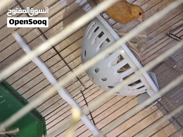جوز كنار صحه تمام التمام لفت العش من يومين