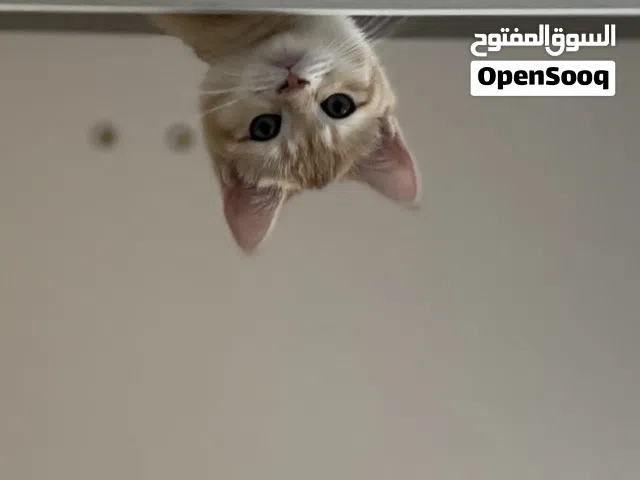 للبيع سكوتش بالرياض