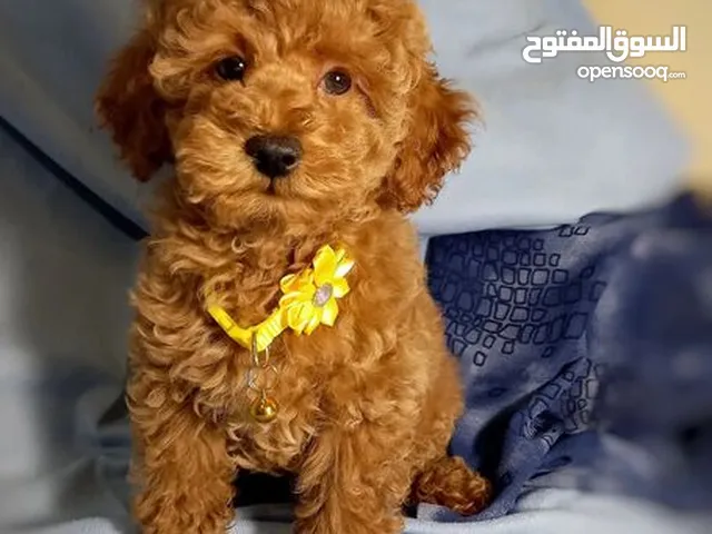 Adorable Poodle puppies