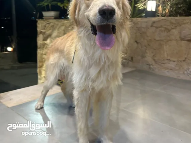 كلب جولدن رتريفير