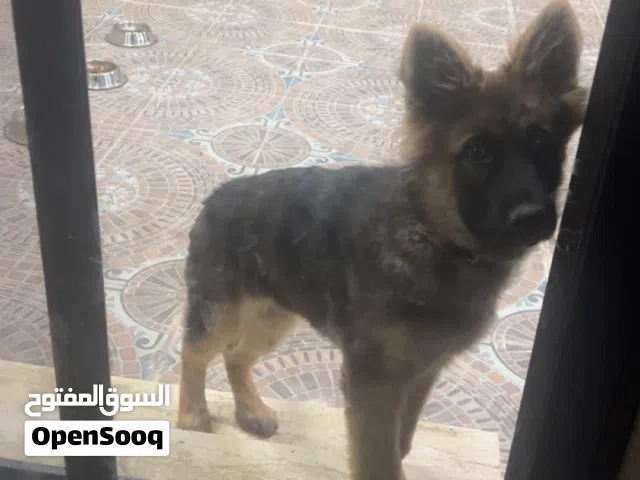 جرمن شيبيرد لونج هير انثى للبيع