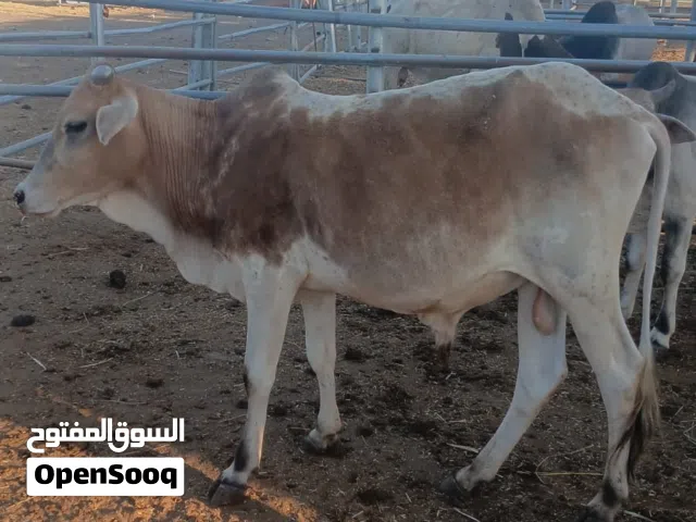 cows  for sale