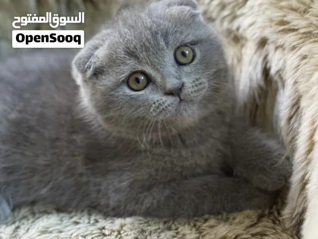 Scottish fold and British short hair males and females