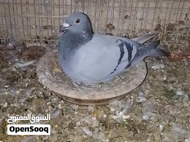 مجموعه حمام زاجل بحجل انادي حمام ريس سعر ازوج 30ريال