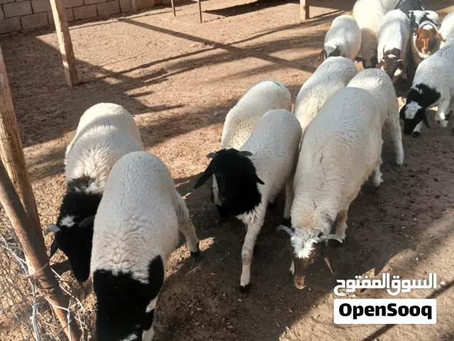 بيوضي للبيع