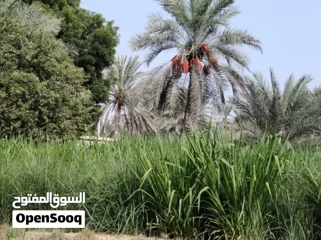 حشيشه جديد ناعمه للبيع