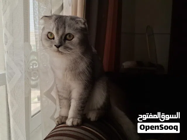 قط للبيع سكوتش فولد سلفر