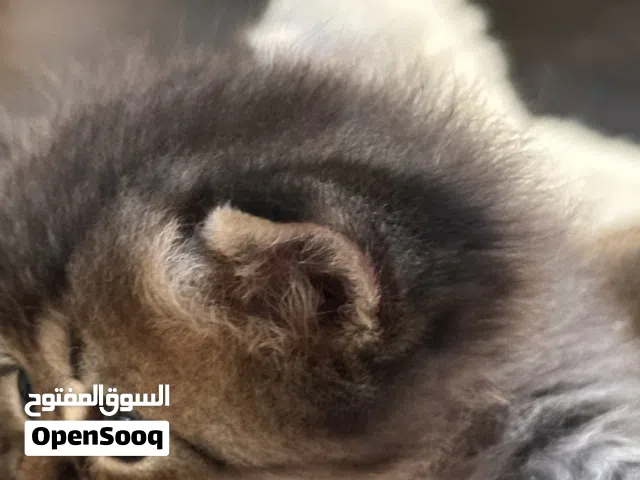 قطط 4 ب 2000 للكل وقابل للتفاوض لل أدين