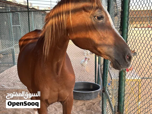 فرس عربيه لبيع