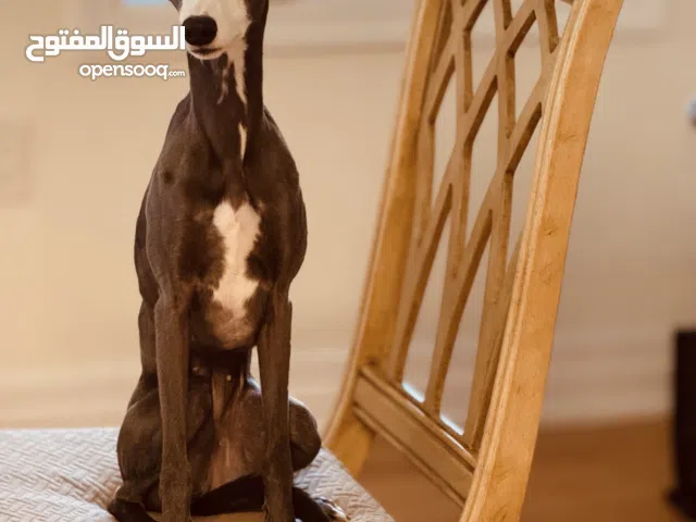 Dog Whippet from Canada