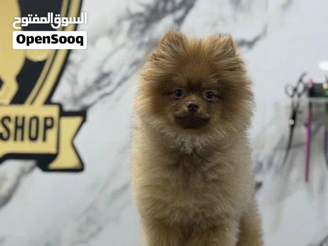 بومرينيان شوكليت 4 اشهر  4 months Pomeranian