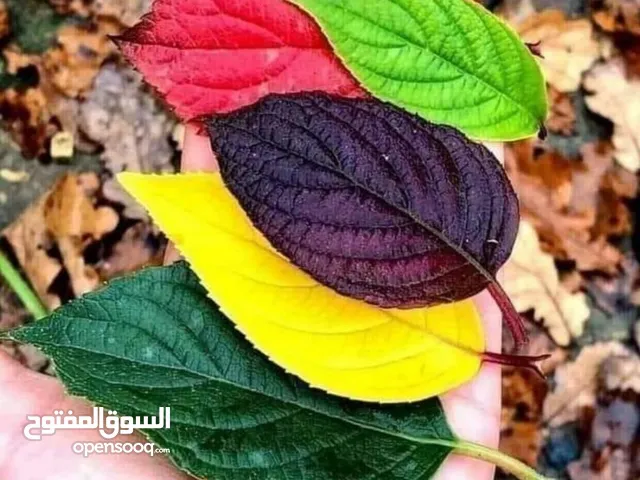 ديمه