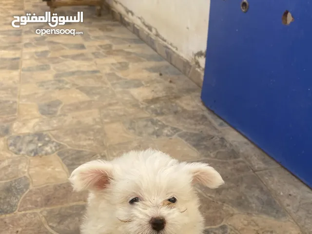 جراوا فرنسي للبيع