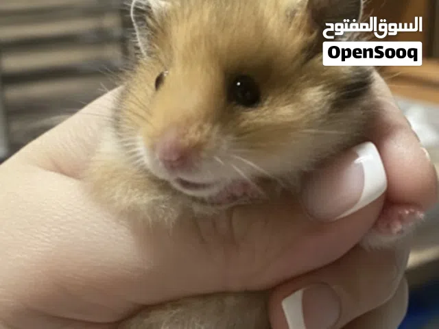 هامستر للبيع عمر شهر