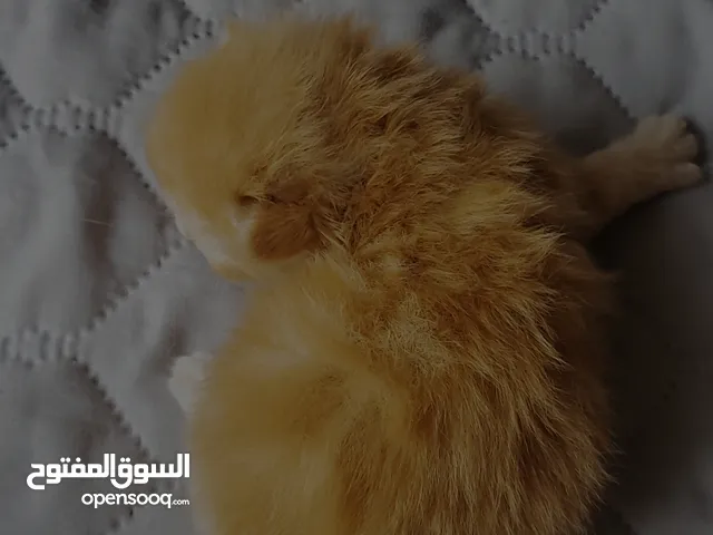 قطط شيرازي هجين هملايا