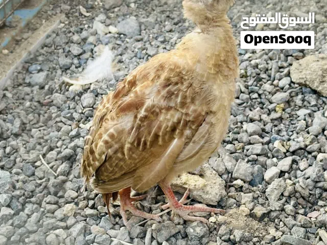 صفرد فرخ للبيع
