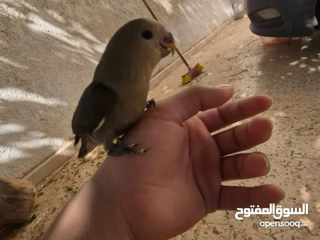 بركديلو ترويض فل بي سعر حررق 170