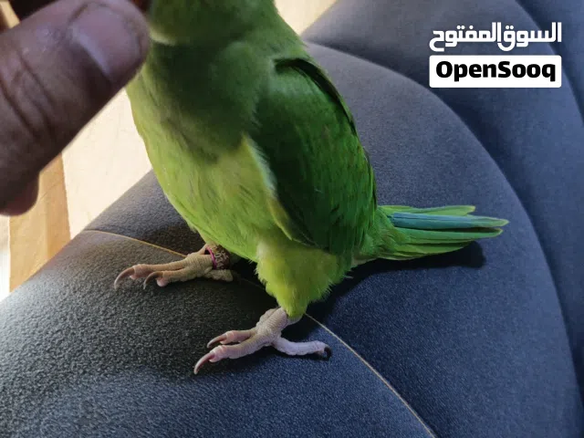 ببغاء دره