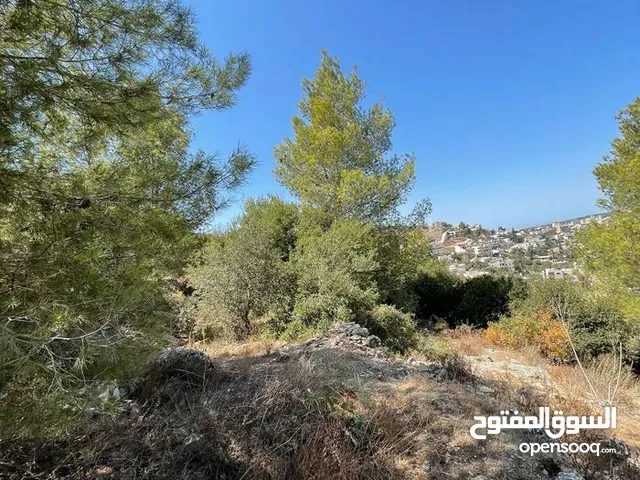 ارض للبيع صالحة للاستثمار والبناء وزراعة