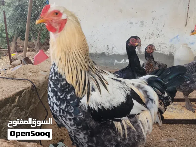 ديوك براهما عمر 10 شهور ماخذ كل المطاعيم صحه ونضافه سعر الديك 22 دينار