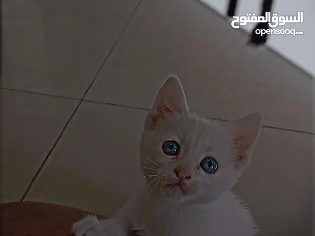 ذكر ميكس انقورا بريتش شورت هير عمر 2 شهرين