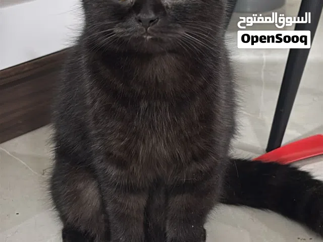 سكوتش لبيع قابل الوصف مهمم
