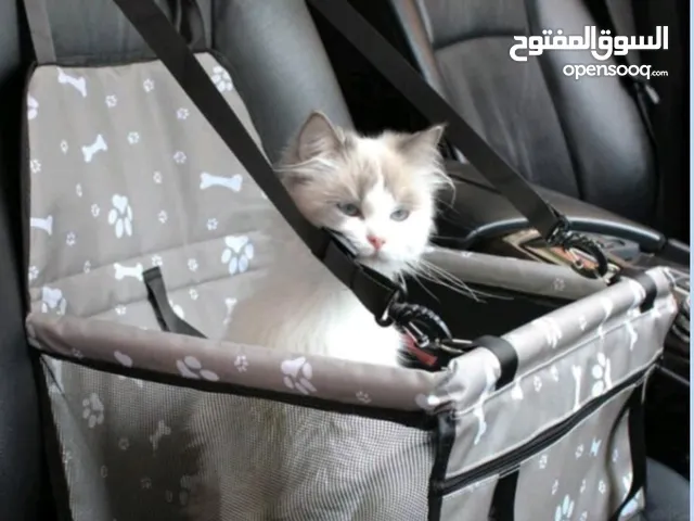 كرسي سيارة للقطط