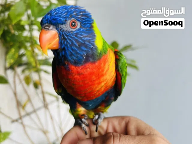 فرخ لوري وجه فطم للبيع اليف