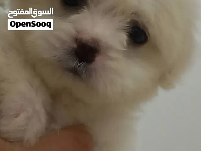 كلب أطراف قصيره اقجم للبيع
