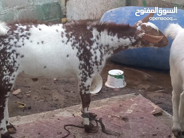 صخل نمري صلاصلي اصلي..  وقطريه كرن 11