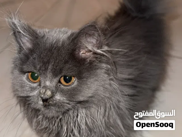 قطة صغيرة للبيع