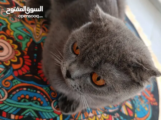 سكوتش فولد للتبني