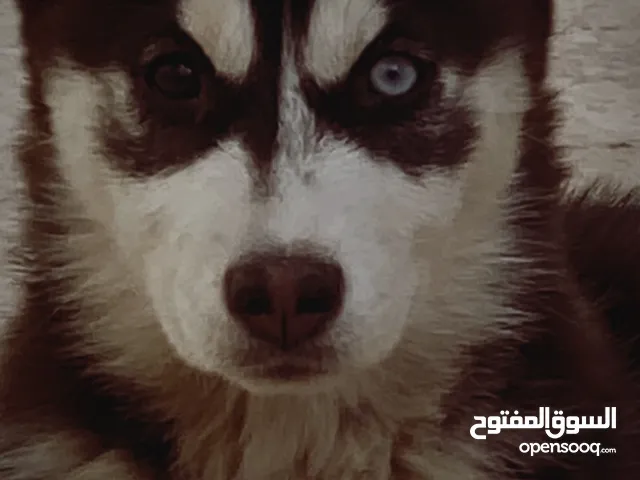 كلب عمرو 5اشهر
