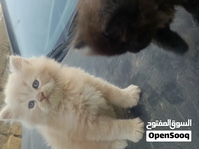 قطط شيرازي العمر 40 يوم