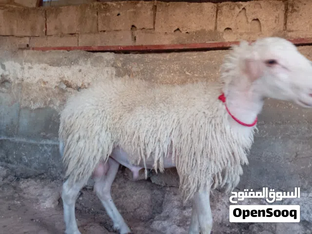 خروف مخلاع صلاة النبي عليه