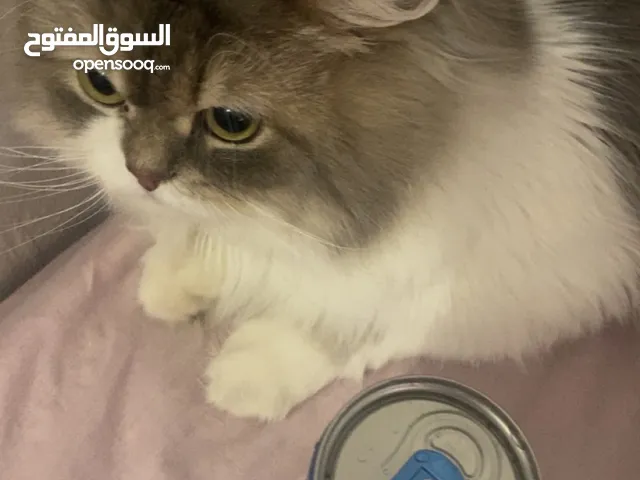 قط ذكر للتبني شيرازي عمره ثلالث سنين نظيف مافي شي مطعم كل تطعيماته