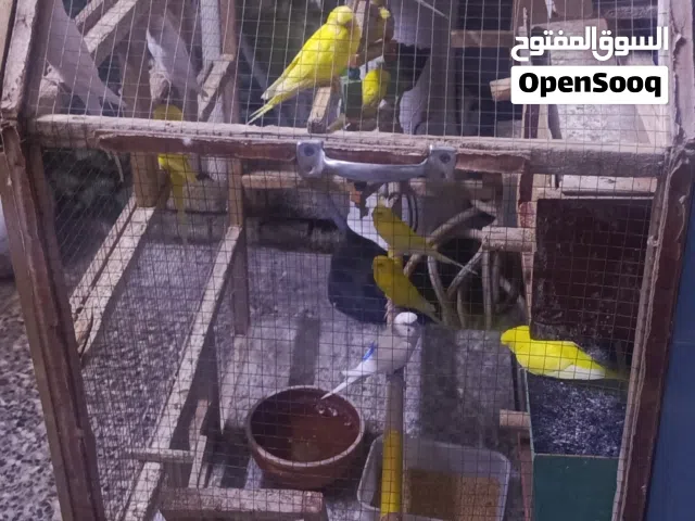 طيور الحب للييع