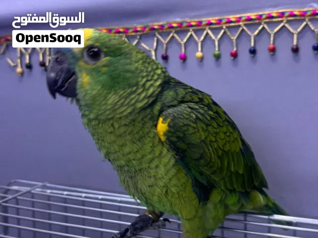 بلفرنيد فرخ الحجم سوبر جامبو العمر خمس شهور شرط ربوه