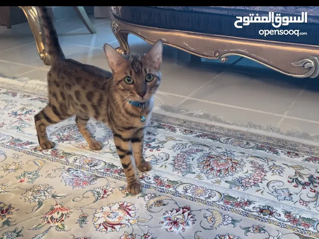 Pure bengal cat serious buyers only