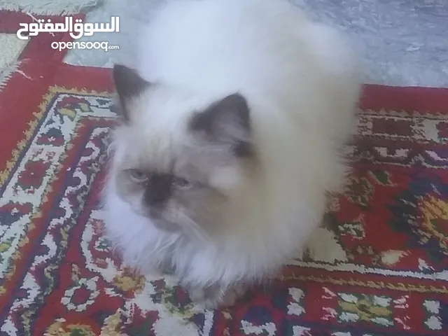 قط شيرازي نوع ايراني