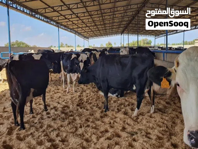بقره للبيع