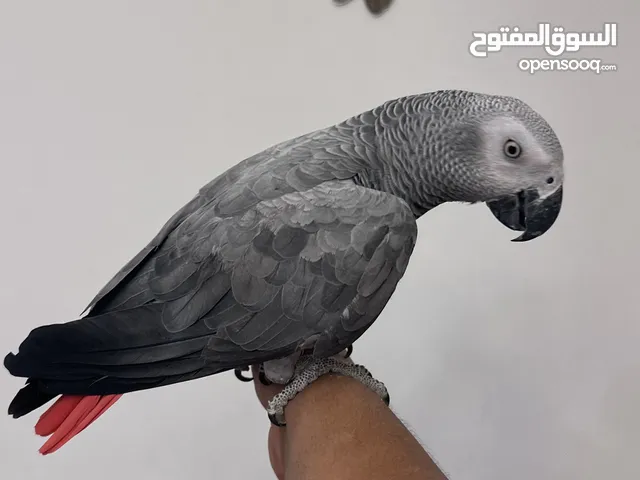 ببغاء زنجباري يتكلم