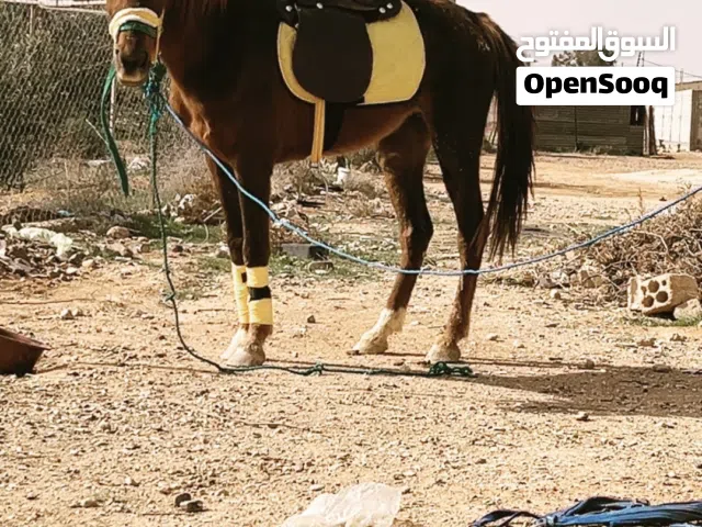 فرس للبيع بسعر طيب