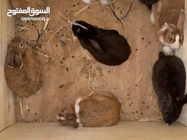 أرانب للبيع 4ذكور 6 إنات
