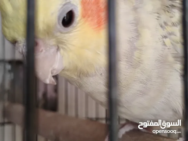 للبيع زوج كوكتيل منتج